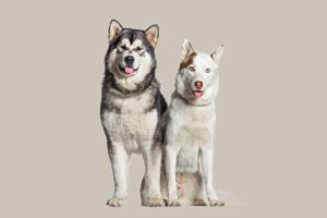 9 Diferenças Entre as Raças Husky Siberiano e Malamute do Alasca