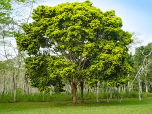 Como conseguir semente de pau-brasil: guia completo para preservar a história e a natureza