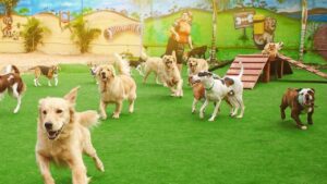 Creche legal de cachorro​: Como escolher a melhor opção para o seu Pet