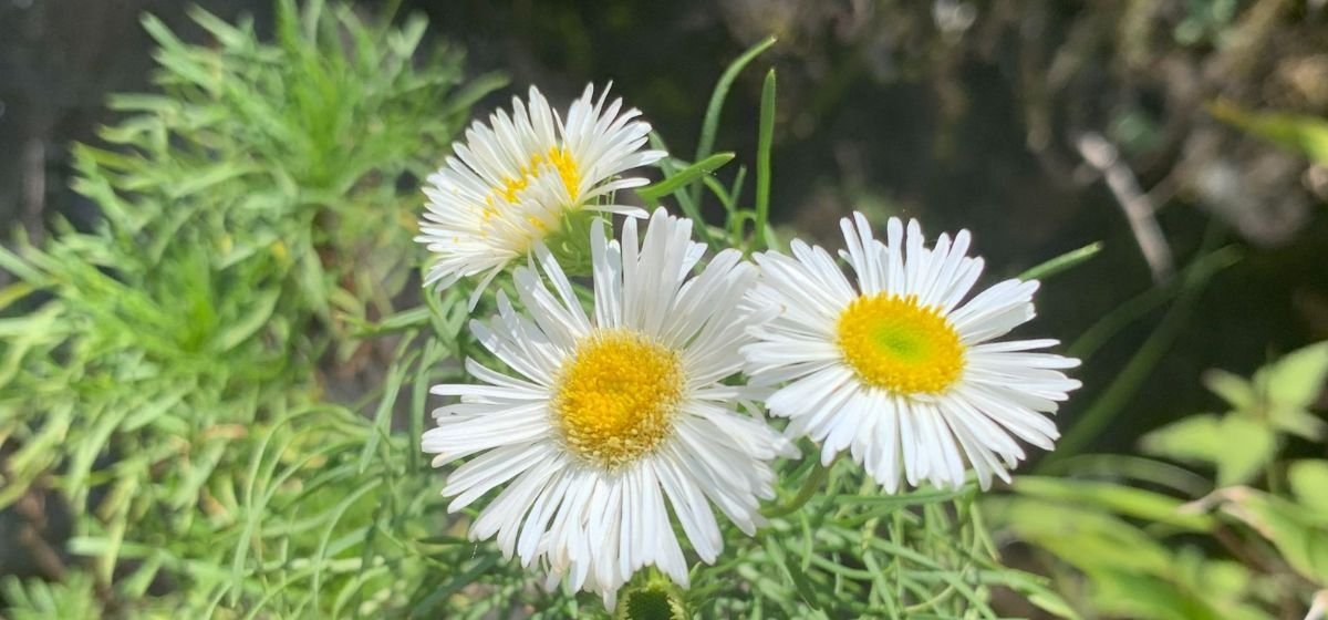 Margarida-das-Nuvens: flor rara da Serra Catarinense resiste ao frio extremo e entra em fase crítica de conservação - Imagem do artigo original
