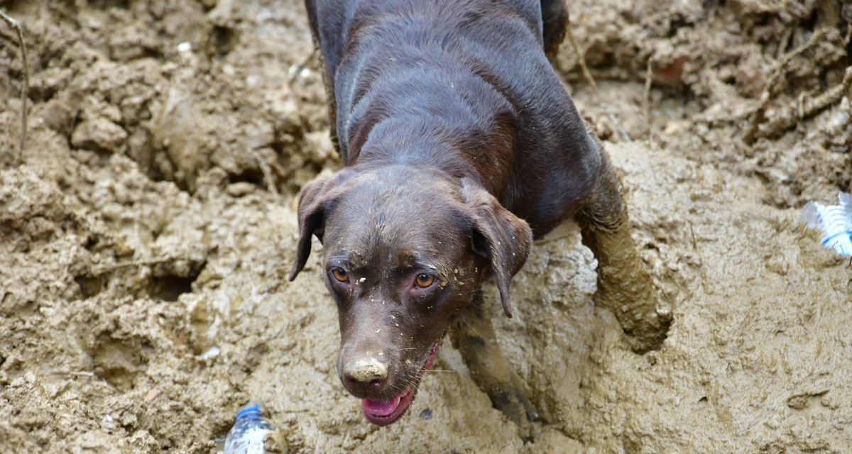 Aposentadoria simultânea de Iron e Léia sela nova fase dos cães de busca do Corpo de Bombeiros de Santa Catarina - Imagem do artigo original