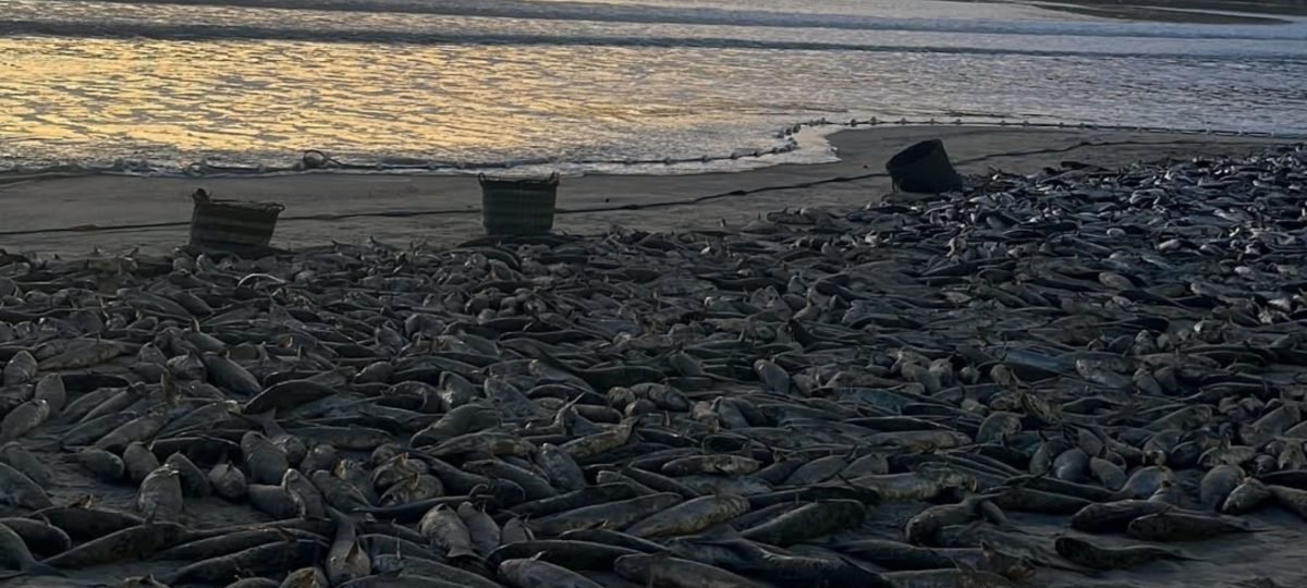 Madrugada de 7 mil tainhas reforça safra catarinense e sinaliza impacto econômico no litoral - Imagem do artigo