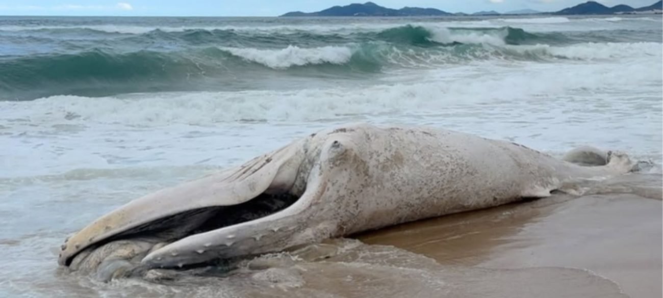 Baleia-jubarte é encontrada morta encalhada entre Gamboa e Guarda do Embaú e aumenta série de casos no litoral catarinense - Imagem do artigo original