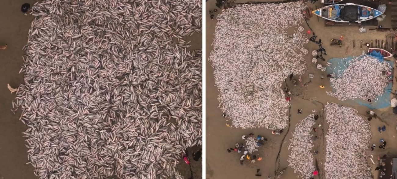 Governo amplia cota da tainha e reabre pesca por arrasto de praia em Santa Catarina - Imagem do artigo original