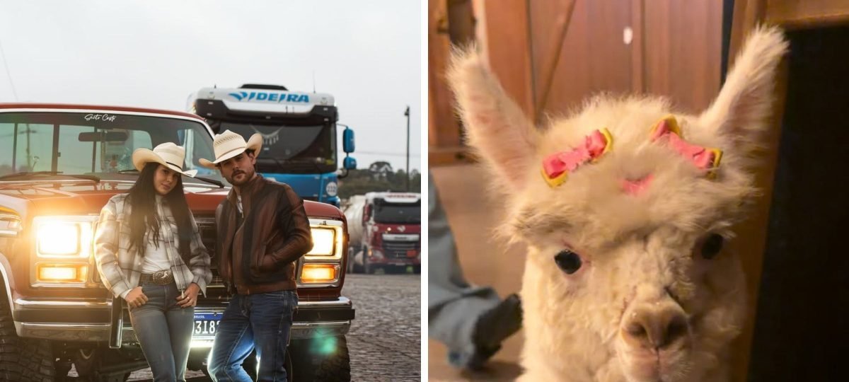 Alpaca comprada por Ana Castela percorre 1,7 mil km e impulsiona criação de camelídeos em Santa Catarina - Imagem do artigo