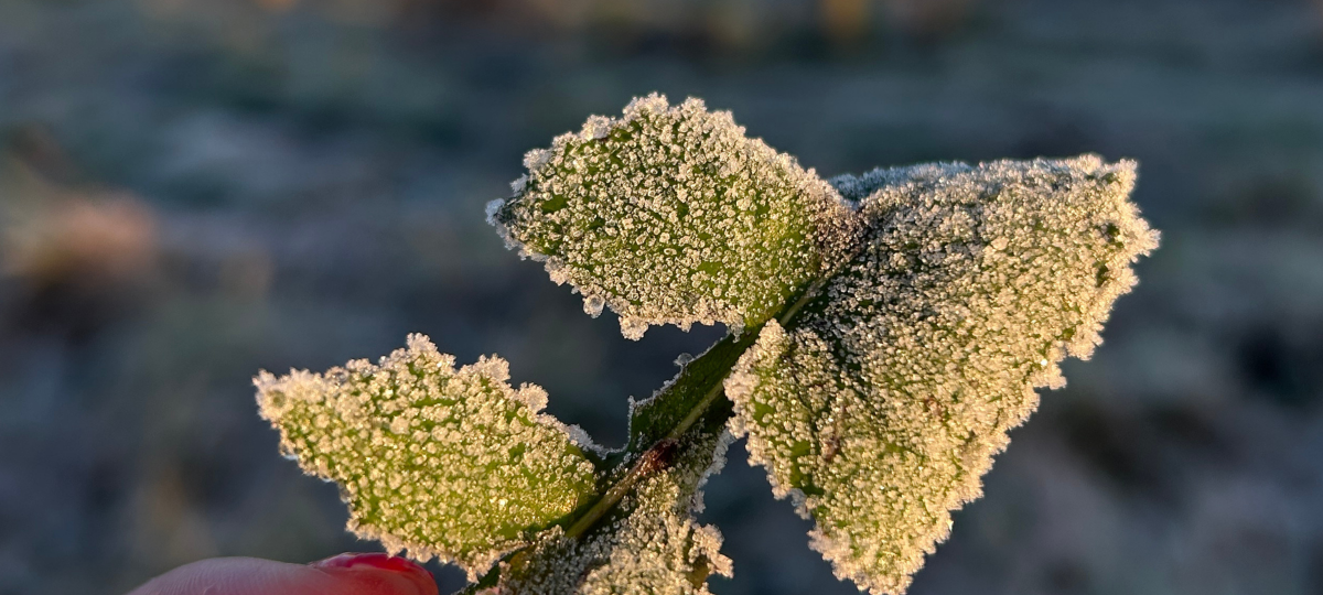 Geada cobre a Serra Catarinense pelo terceiro dia e termômetros marcam -6,7 °C em Bom Jardim da Serra - Imagem do artigo