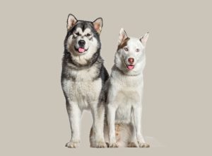 9 Diferenças Entre as Raças Husky Siberiano e Malamute do Alasca